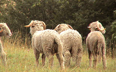 isolation naturelle la laine de mouton